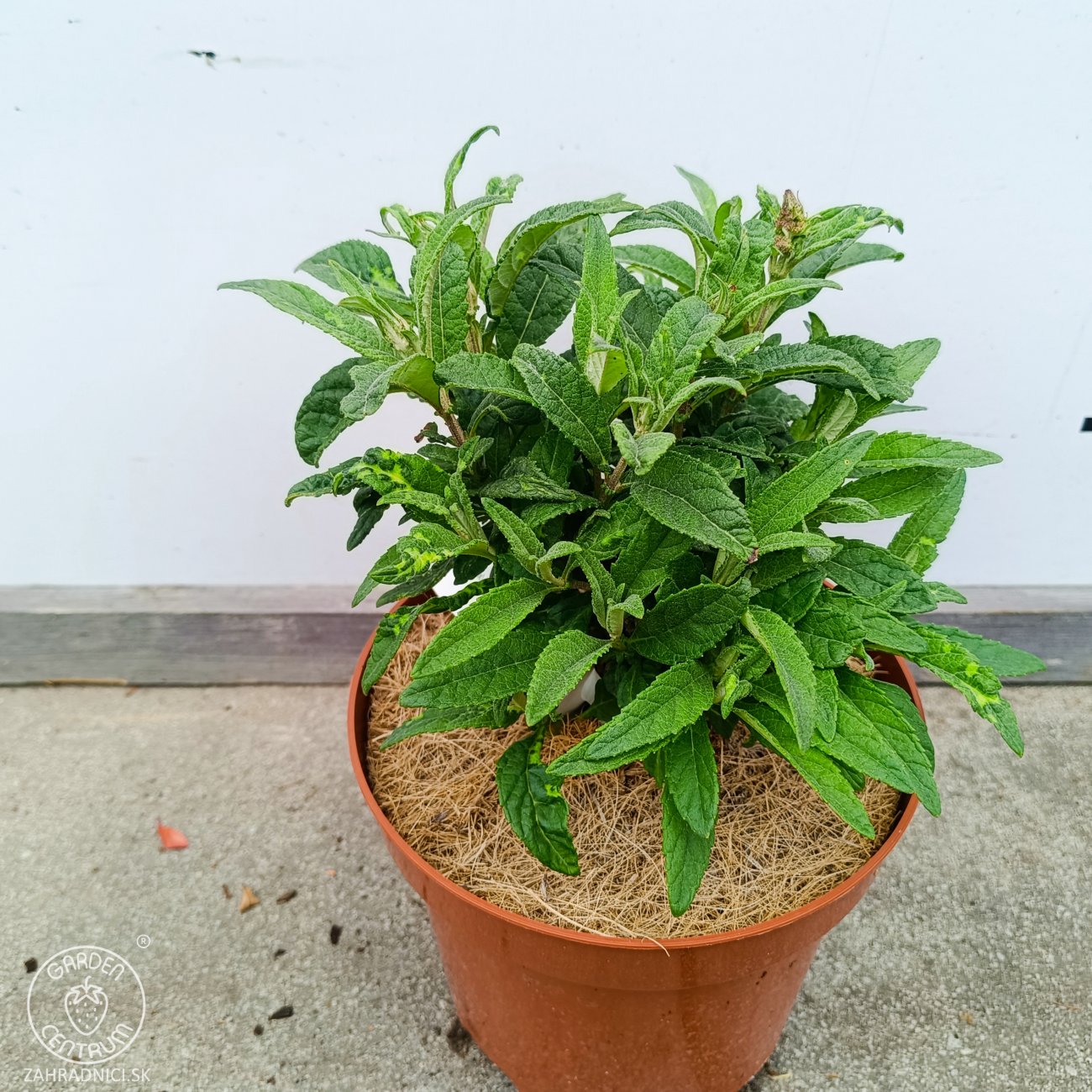 Obrázok Budleja Dávidova (Buddleja Davidii) ‘LITTLE LILA BUTTERFLY CANDY’® - výška 10-20 cm, kont. C2
